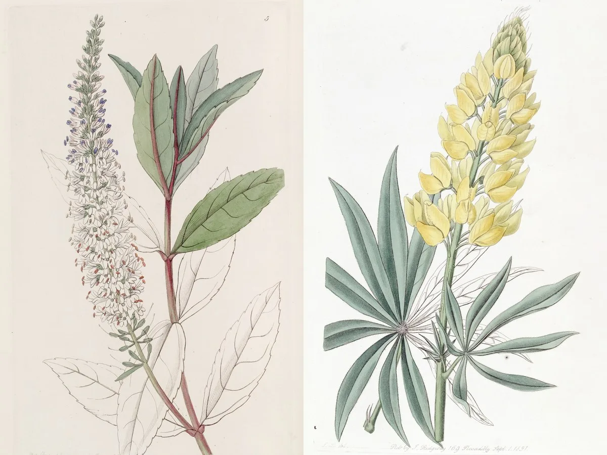Edwards' Botanical Register