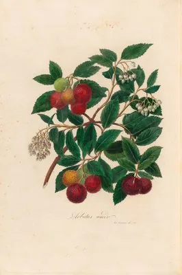 Arbutus unedo (Arbutus unedo)