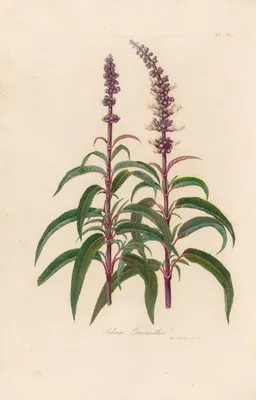 Salvia Leucantha (Salvia Leucantha)