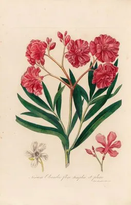 Nerium Oleander flore simplici et pleno (Nerium Oleander flore simplici et pleno)