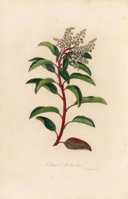 Arbutus Andrachne (Arbutus Andrachne)