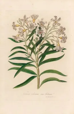 Nerium odorum var. lutuem (Nerium odorum var. lutuem)