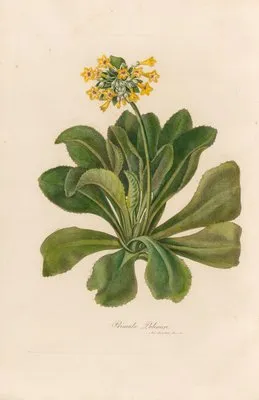 Primula Palinuri (Primula Palinuri)