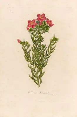 Chironia decussata (Chironia decussata)