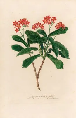 Jatropha panduraefolia (Jatropha panduraefolia)