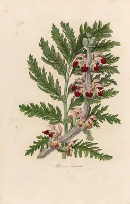 Phlomis laciniata (Phlomis laciniata)