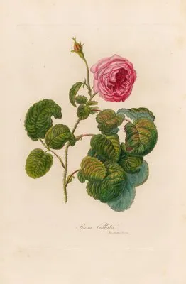 Rosa bullata (Rosa bullata)