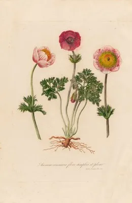 Anemone coronaria flore simplici et pleno (Anemone coronaria flore simplici et pleno)