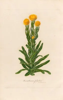 Xeranthemum fulgidum (Xeranthemum fulgidum)