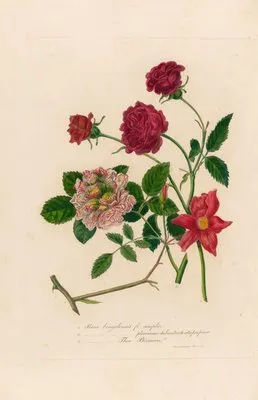 Rosa bengalensis (Rosa bengalensis)