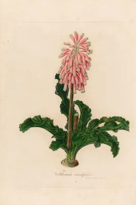 Veltheimia viridifolia (Veltheimia viridifolia)