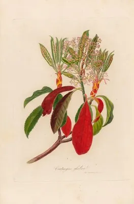 Crateagus glabra (Crateagus glabra)