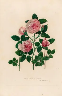 Rosa Thea et variet (Rosa Thea et variet)