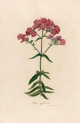 Phlox suffruticosa (Phlox suffruticosa)