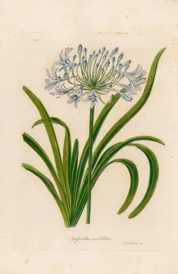 Agapanthus umbellatus (Agapanthus umbellatus)