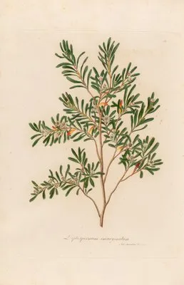Leptospermum emarginatum (Leptospermum emarginatum)