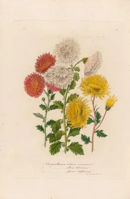 1. Chrysanthemum indicum, 2. Chrysanthemum album tubulosum, Chrysanthemum flavum sulphureum (1. Chrysanthemum indicum, 2. Chrysanthemum album tubulosum, Chrysanthemum flavum sulphureum)