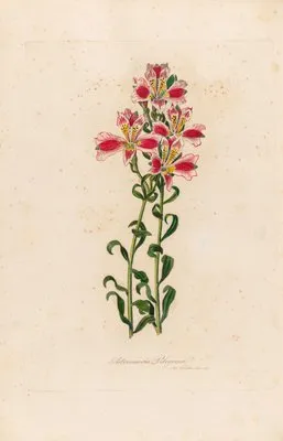 Astroemeria Pelegrina (Astroemeria Pelegrina)