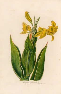 Canna flaccida (Canna flaccida)