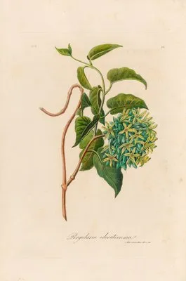 Pergularia odoratissima (Pergularia odoratissima)