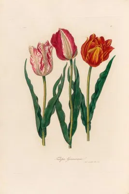 Tulipa Gesneriana (Tulipa Gesneriana)