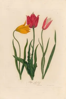 1. Tulipa sylvestris 2. Tulipa Oculus solis 3. Tulipa Oculus Clusiana (1. Tulipa sylvestris 2. Tulipa Oculus solis 3. Tulipa Oculus Clusiana)