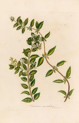 Jasminum auriculatum (Jasminum auriculatum)