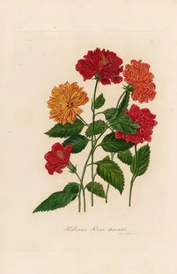 Hibiscus Rosa sinensis (Hibiscus Rosa sinensis)