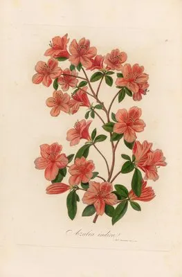 Azalea indica (Azalea indica)