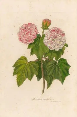 Hibiscus mutabilis (Hibiscus mutabilis)