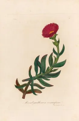 Mesembryanthemum acinaciforme (Mesembryanthemum acinaciforme)