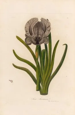 Iris Susiana (Iris Susiana)