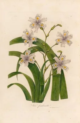Iris fimbriata (Iris fimbriata)