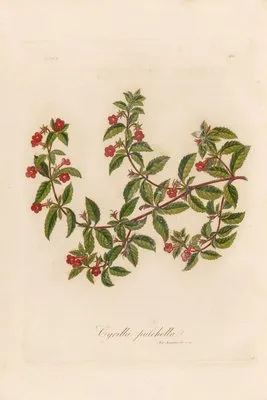 Cyrilla pulchella (Cyrilla pulchella)