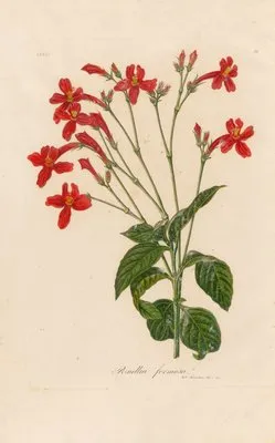 Ruellia formosa (Ruellia formosa)