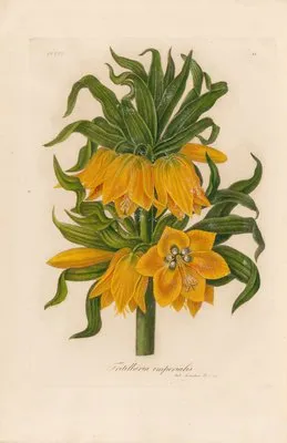 Fritillaria imperialis (Fritillaria imperialis)