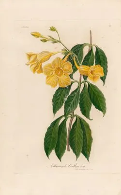 Allamanda Cathartica (Allamanda Cathartica)