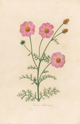 Cosmos bipinnatus (Cosmos bipinnatus)