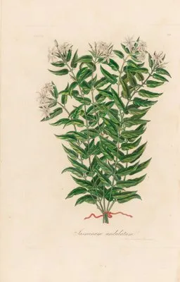 Jasminum undulatum (Jasminum undulatum)