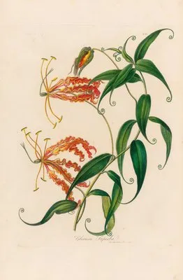 Gloriosa Superba (Gloriosa Superba)