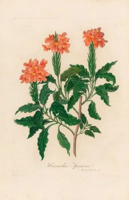 Harrachia Speciosa (Harrachia Speciosa)