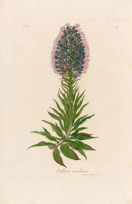 Echium candicans (Echium candicans)