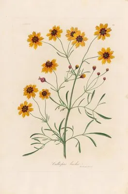 Calliopsis bicolor (Calliopsis bicolor)