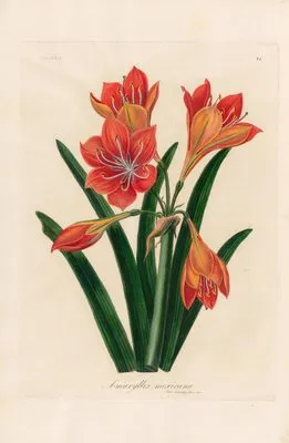 Amaryllis mexicana (Amaryllis mexicana)
