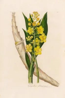 Cyrtopodium glutiniferum (Cyrtopodium glutiniferum)
