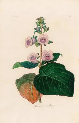 Gloxinia maculata (Gloxinia maculata)