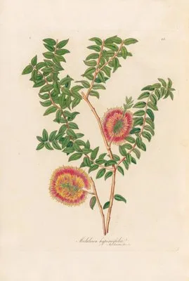 Melaleuca hypericifolia (Melaleuca hypericifolia)
