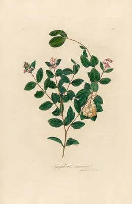 Symphoria racemosa (Symphoria racemosa)