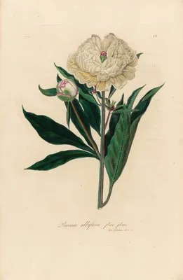 Paeonia albiflora flore pleno (Paeonia albiflora flore pleno)