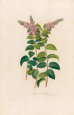 Spiraca tomentosa (Spiraca tomentosa)